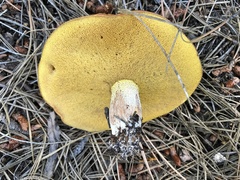 Suillus kaibabensis