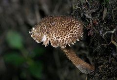 Inocybe hystrix