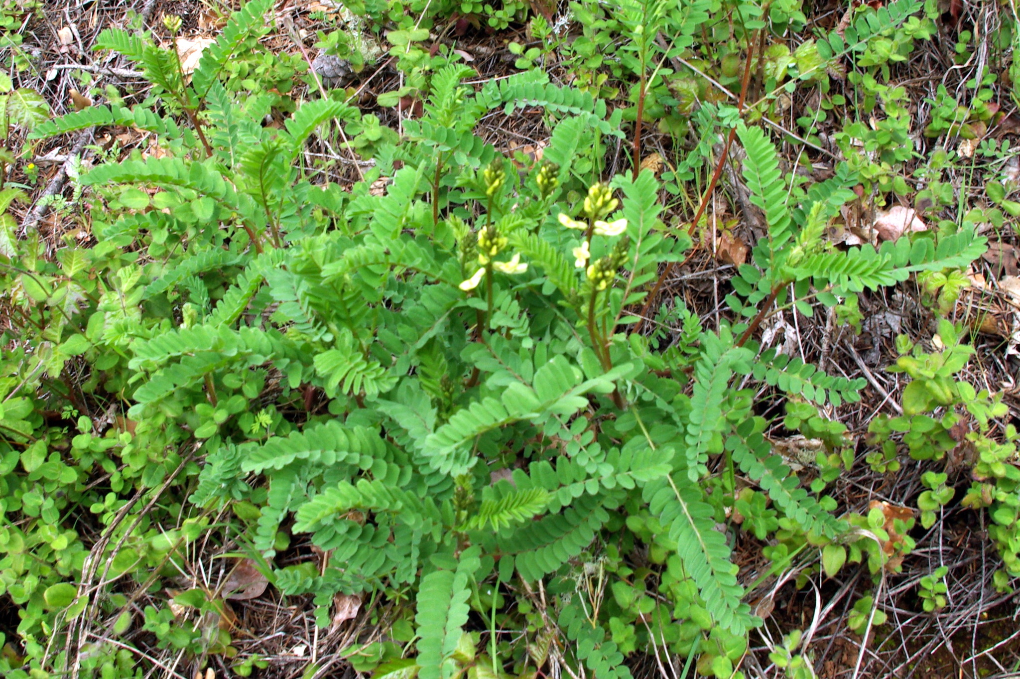 Astragalus accidens var. accidens