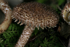 Inocybe hystrix
