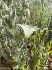 Calystegia malacophylla pedicellata