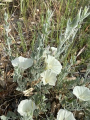 Calystegia malacophylla pedicellata