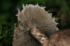 Inocybe hystrix