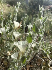 Calystegia malacophylla pedicellata