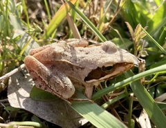 Rana dalmatina