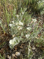 Calystegia malacophylla pedicellata
