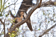 Dromococcyx phasianellus