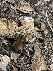 Morchella rufobrunnea