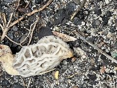 Morchella rufobrunnea