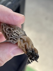Morchella rufobrunnea