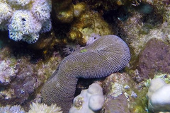 Ctenactis