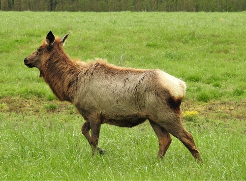 Elk photographed in Arkansas