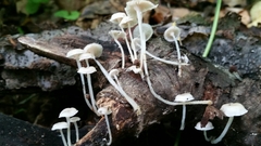 Resinomycena rhododendri