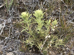 Castilleja xanthotricha
