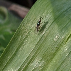 Prochyliza xanthostoma