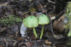 Entoloma necopinatum