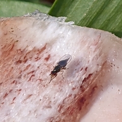 Prochyliza xanthostoma