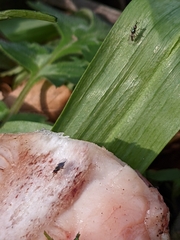 Prochyliza xanthostoma