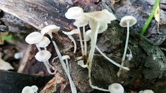 Resinomycena rhododendri