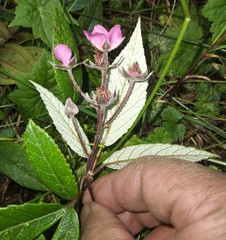 Rubus weberbaueri