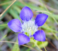 Gentiana setigera