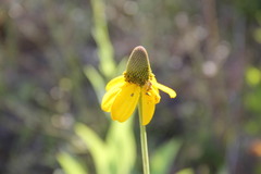 Rudbeckia californica