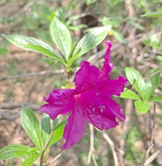 Rhododendron mucronulatum