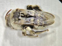 Ericrocis