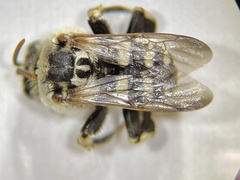 Ericrocis