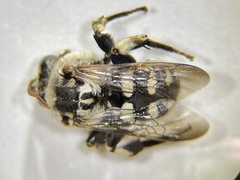 Ericrocis