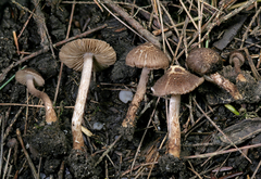 Inocybe cincinnata