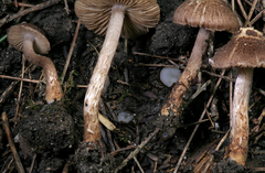 Inocybe cincinnata