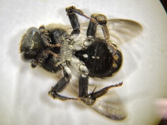Ericrocis