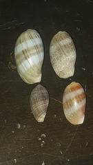 Macrocypraea cervinetta