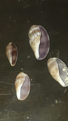 Macrocypraea cervinetta