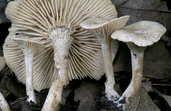 Pseudoomphalina compressipes