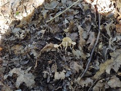 Pseudoomphalina compressipes