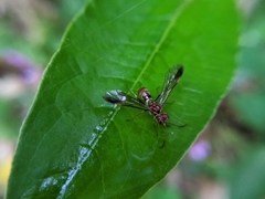 Tenthredinidae