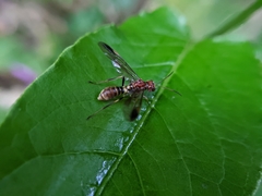 Tenthredinidae