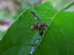Tenthredinidae