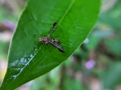 Tenthredinidae