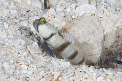 Cryptocentrus cinctus