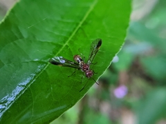 Tenthredinidae