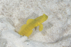 Cryptocentrus cinctus