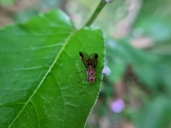 Tenthredinidae