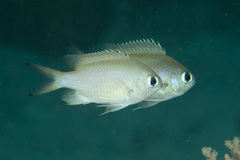 Azurina lepidolepis