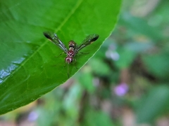 Tenthredinidae