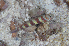 Amblyeleotris wheeleri