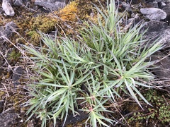 Dianthus seisuimontanus