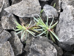 Dianthus seisuimontanus